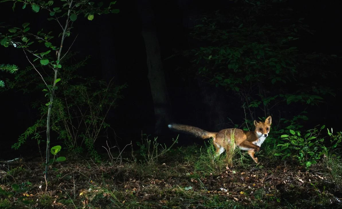 capture d'un renard par la caméra